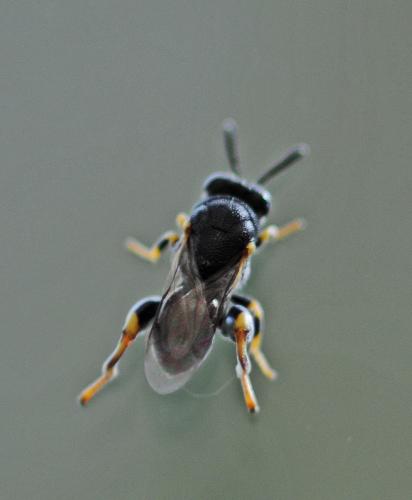 Réf. 215 320 : Brachymeria tibialis